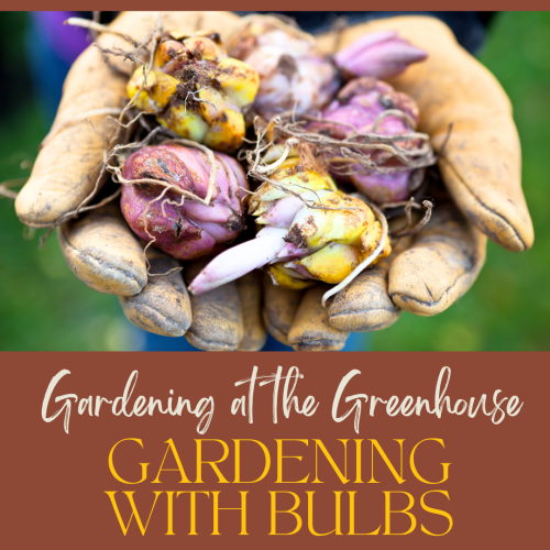 Gardening at the Greenhouse: Gardening with Bulbs
