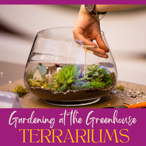 Gardening at the Greenhouse: Terrariums